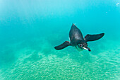 Galapagos-Pinguin (Spheniscus mendiculus) bei der Unterwasser-Fütterung mit kleinen Köderfischen auf den Galapagos-Inseln,UNESCO-Welterbe,Ecuador,Südamerika