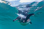 Galapagos-Pinguin (Spheniscus mendiculus) bei der Unterwasser-Fütterung mit kleinen Köderfischen auf den Galapagos-Inseln,UNESCO-Welterbe,Ecuador,Südamerika