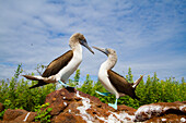 Blaufußtölpel (Sula nebouxii) beim Balzverhalten im Galapagos-Inselarchipel,UNESCO-Welterbe,Ecuador,Südamerika