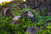 Adult red-footed booby (Sula sula) in flight in the Galapagos Island Archipelago, UNESCO World Heritage Site, Ecuador, South America