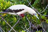 Erwachsener Rotfußtölpel (Sula sula) im Galapagos-Inselarchipel,UNESCO-Welterbe,Ecuador,Südamerika