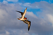 Adult red-footed booby (Sula sula) being attacked in flight by a great frigatebird (Fregata minor) in the Galapagos, UNESCO World Heritage Site, Ecuador, South America