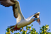 Adult red-footed booby (Sula sula) in flight in the Galapagos Island Archipelago, UNESCO World Heritage Site, Ecuador, South America