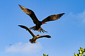 Adult red-footed booby (Sula sula) being attacked in flight by a great frigatebird (Fregata minor) in the Galapagos, UNESCO World Heritage Site, Ecuador, South America