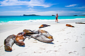 Guest with Galapagos sea lion pup (Zalophus wollebaeki) on Gardner Beach, Espanola Island in the Galapagos, UNESCO World Heritage Site, Ecuador, South America