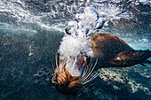 Adult Galapagos sea lion (Zalophus wollebaeki) underwater in the Galapagos Island Archipelago, UNESCO World Heritage Site, Ecuador, South America