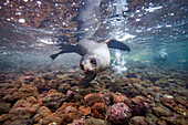 Young Galapagos sea lion (Zalophus wollebaeki) underwater in the Galapagos Island Archipelago, UNESCO World Heritage Site, Ecuador, South America