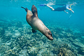 Snorkeler with Galapagos sea lion (Zalophus wollebaeki) underwater in the Galapagos Island Archipelago, UNESCO World Heritage Site, Ecuador, South America