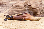 Galapagos sea lion mother nursing pup (Zalophus wollebaeki) in the Galapagos Island Archipelago, UNESCO World Heritage Site, Ecuador, South America