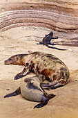 Galapagos sea lion mother nursing pup (Zalophus wollebaeki) in the Galapagos Island Archipelago, UNESCO World Heritage Site, Ecuador, South America