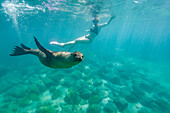 Snorkeler with Galapagos sea lion (Zalophus wollebaeki) underwater in the Galapagos Island Archipelago, UNESCO World Heritage Site, Ecuador, South America