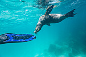 Snorkeler with Galapagos sea lion (Zalophus wollebaeki) underwater in the Galapagos Island Archipelago, UNESCO World Heritage Site, Ecuador, South America