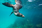 Young Galapagos sea lion (Zalophus wollebaeki) at play underwater in the Galapagos Island Archipelago, UNESCO World Heritage Site, Ecuador, South America