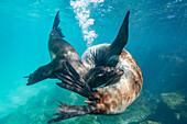 Junge Galapagos-Seelöwen (Zalophus wollebaeki) beim Unterwasserspiel im Galapagos-Inselarchipel,UNESCO-Welterbe,Ecuador,Südamerika