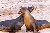 Junge Galapagos-Seelöwenbullen (Zalophus wollebaeki) im Schaukampf auf den Galapagos-Inseln,UNESCO-Weltnaturerbe,Ecuador,Südamerika