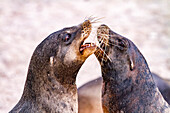 Junge Galapagos-Seelöwenbullen (Zalophus wollebaeki) im Schaukampf auf den Galapagos-Inseln,UNESCO-Weltnaturerbe,Ecuador,Südamerika