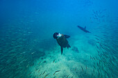 Galapagos-Seelöwenwelpe (Zalophus wollebaeki) unter Wasser mit Galapagos-Pinguin auf den Galapagos-Inseln,UNESCO-Welterbe,Ecuador,Südamerika