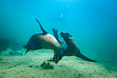 Young Galapagos sea lions (Zalophus wollebaeki) at play underwater in the Galapagos Island Archipelago, UNESCO World Heritage Site, Ecuador, South America