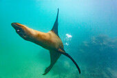 Young Galapagos sea lion (Zalophus wollebaeki) at play underwater in the Galapagos Island Archipelago, UNESCO World Heritage Site, Ecuador, South America