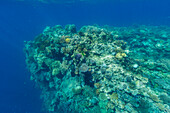 A myriad of hard and soft corals, as well as tropical reef fish on the healthy reef near Volivoli Resort on Viti Levu, Fiji, South Pacific, Pacific