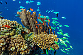 A myriad of hard and soft corals, as well as tropical reef fish on the healthy reef near Volivoli Resort on Viti Levu, Fiji, South Pacific, Pacific