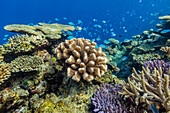 A myriad of hard and soft corals, as well as tropical reef fish on the healthy reef near Volivoli Resort on Viti Levu, Fiji, South Pacific, Pacific