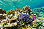 A myriad of hard and soft corals, as well as tropical reef fish on the healthy reef near Volivoli Resort on Viti Levu, Fiji, South Pacific, Pacific