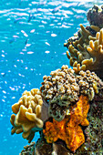 A myriad of hard and soft corals, as well as tropical reef fish on the healthy reef near Volivoli Resort on Viti Levu, Fiji, South Pacific, Pacific