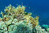 A myriad of hard and soft corals, as well as tropical reef fish on the healthy reef near Volivoli Resort on Viti Levu, Fiji, South Pacific, Pacific