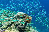 A myriad of hard and soft corals, as well as tropical reef fish on the healthy reef near Volivoli Resort on Viti Levu, Fiji, South Pacific, Pacific