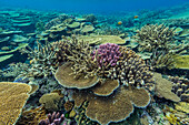 A myriad of hard and soft corals, as well as tropical reef fish at Vatu-I-Ra Conservation Park on Viti Levu, Fiji, South Pacific, Pacific