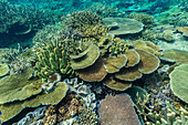 A myriad of hard and soft corals at Vatu-I-Ra Conservation Park on Viti Levu, Fiji, South Pacific, Pacific