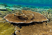 A myriad of hard and soft corals at Vatu-I-Ra Conservation Park on Viti Levu, Fiji, South Pacific, Pacific