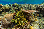 A myriad of hard and soft corals at Vatu-I-Ra Conservation Park on Viti Levu, Fiji, South Pacific, Pacific