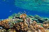 A myriad of hard and soft corals, as well as tropical reef fish at Vatu-I-Ra Conservation Park on Viti Levu, Fiji, South Pacific, Pacific