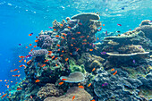 A myriad of hard and soft corals, as well as tropical reef fish at Vatu-I-Ra Conservation Park on Viti Levu, Fiji, South Pacific, Pacific