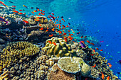 A myriad of hard and soft corals, as well as tropical reef fish at Vatu-I-Ra Conservation Park on Viti Levu, Fiji, South Pacific, Pacific