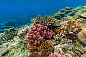 A myriad of hard and soft corals at Vatu-I-Ra Conservation Park on Viti Levu, Fiji, South Pacific, Pacific