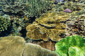 A myriad of hard and soft corals at Vatu-I-Ra Conservation Park on Viti Levu, Fiji, South Pacific, Pacific