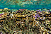 A myriad of hard and soft corals at Vatu-I-Ra Conservation Park on Viti Levu, Fiji, South Pacific, Pacific