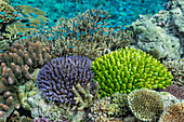 A myriad of hard and soft corals, as well as tropical reef fish at Vatu-I-Ra Conservation Park on Viti Levu, Fiji, South Pacific, Pacific