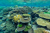 A myriad of hard and soft corals, as well as tropical reef fish at Vatu-I-Ra Conservation Park on Viti Levu, Fiji, South Pacific, Pacific