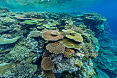 A myriad of hard and soft corals, as well as tropical reef fish at Vatu-I-Ra Conservation Park on Viti Levu, Fiji, South Pacific, Pacific