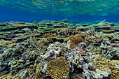 A myriad of hard and soft corals at Vatu-I-Ra Conservation Park on Viti Levu, Fiji, South Pacific, Pacific