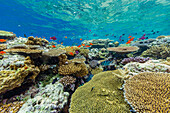 A myriad of hard and soft corals, as well as tropical reef fish at Vatu-I-Ra Conservation Park on Viti Levu, Fiji, South Pacific, Pacific