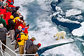 A curious young polar bear (Ursus maritimus) approaches the National Geographic Explorer in the Svalbard Archipelago, Norway, Arctic, Europe