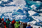 A curious young polar bear (Ursus maritimus) approaches the National Geographic Explorer in the Svalbard Archipelago, Norway, Arctic, Europe