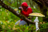 Guest from the Lindblad Expeditions ship National Geographic Sea Bird behind a mushroom or toadstool in Southeast Alaska, United States of America, North America