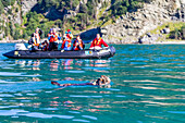 Guests from the Lindblad Expeditions ship National Geographic Sea Bird during Zodiac operations near a feeding sea otter in Southeast Alaska, United States of America, North America