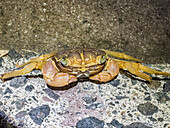 Little nipper crab (Geograpsus grayi), at night on the Volivoli Resort grounds on Viti Levu, Fiji, South Pacific, Pacific